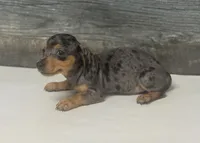 Ginger (daple/creme, a female Miniature Dachshund for sale in Aiken, SC – 2 of 4