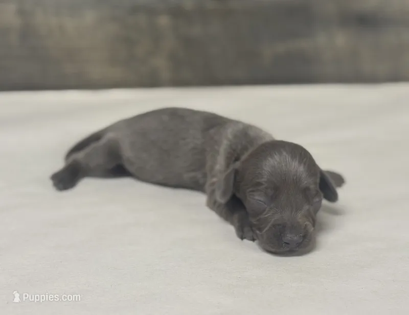 Bang (daple/deluit/lh – Miniature Dachshund puppy for sale in Aiken, SC