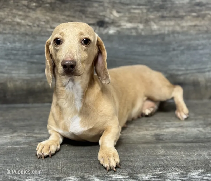 Whisper (longhaired/deluite/dapple – Miniature Dachshund puppy for sale in Aiken, SC