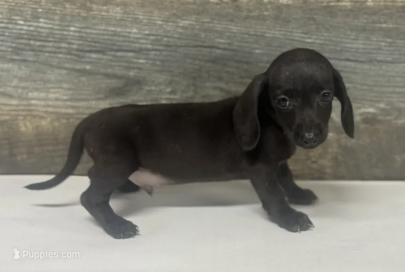 Leo (daple/creme/pie/lh – Miniature Dachshund puppy for sale in Aiken, SC