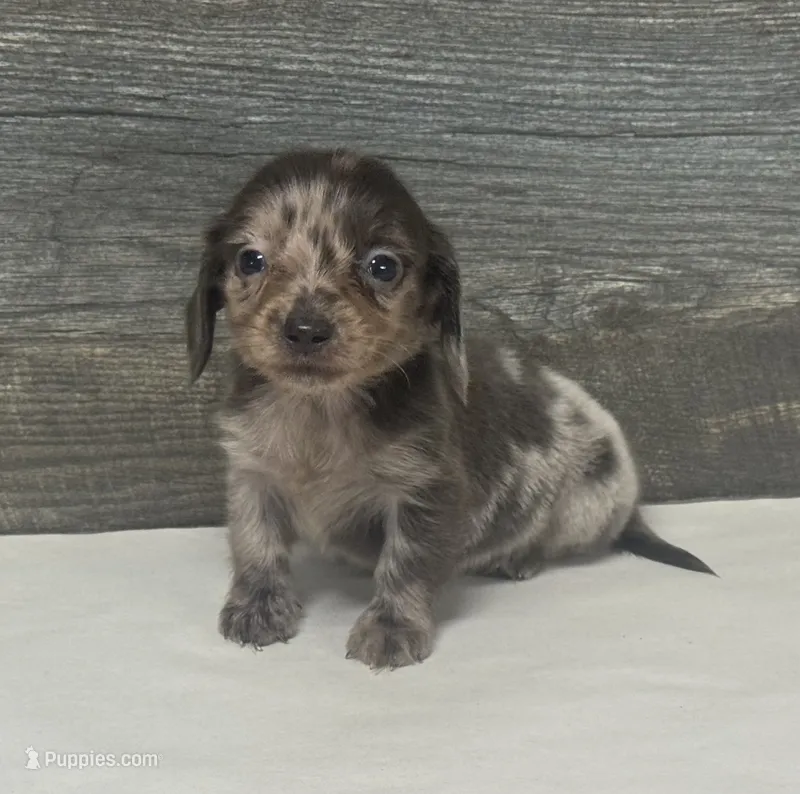 Snicker-lh (daple/deluite/creme – Miniature Dachshund puppy for sale in Aiken, SC