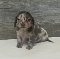 Snicker-lh (daple/deluite/creme, a male Miniature Dachshund for sale in Aiken, SC – 1 of 2