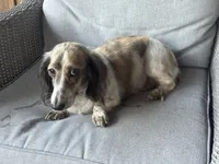 Wells akc , a male Miniature Dachshund for sale in Aiken, SC – 2 of 2