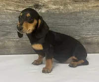Baby (daple/creme, a female Miniature Dachshund for sale in Aiken, SC – 2 of 2