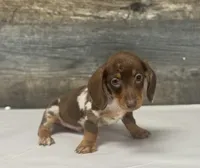 Chex (Deluite/daple/creme/pie, a male Miniature Dachshund for sale in Aiken, SC – Photo 1 of 2