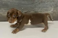Chex (Deluite/daple/creme/pie, a male Miniature Dachshund for sale in Aiken, SC – Photo 2 of 2