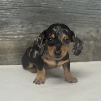 Chips (daple/creme, a male Miniature Dachshund for sale in Aiken, SC – 2 of 3