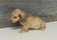 Wells-lh (crème/dapple, a male Miniature Dachshund for sale in Aiken, SC – 2 of 2