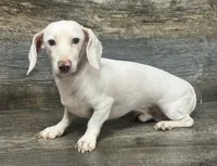 Eden , a male Miniature Dachshund for sale in Aiken, SC – 4 of 4