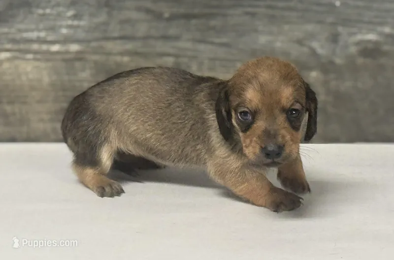 Shady (lh/daple/creme/deluite – Miniature Dachshund puppy for sale in Aiken, SC