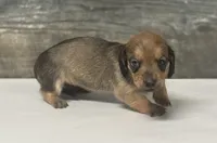 Shady (lh/daple/creme/deluite, a female Miniature Dachshund for sale in Aiken, SC – Photo 1 of 3