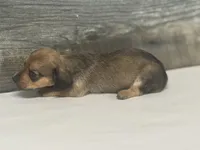 Shady (lh/daple/creme/deluite, a female Miniature Dachshund for sale in Aiken, SC – Photo 2 of 3