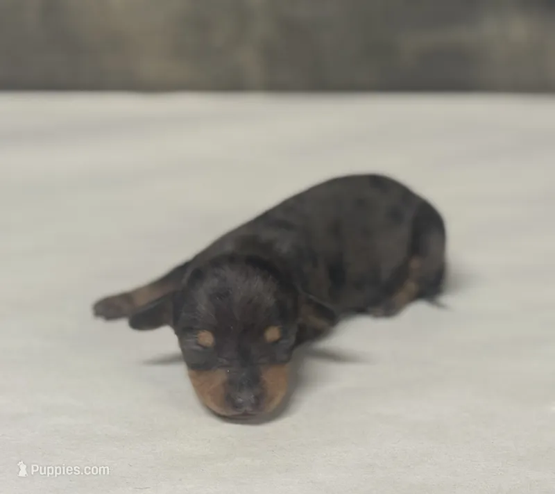 Bud (daple/deluite/creme/lh – Miniature Dachshund puppy for sale in Aiken, SC
