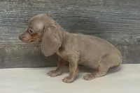 Luna (crème/lh/daple/deluite, a female Miniature Dachshund for sale in Aiken, SC – 3 of 3