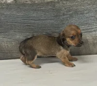 Shady (daple/creme/lh/pie/deluite, a female Miniature Dachshund for sale in Aiken, SC – 2 of 2