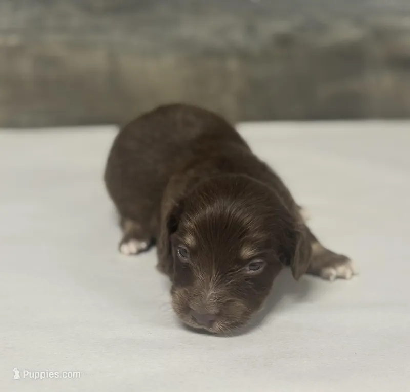 Max-lh (crème/daple/pie/deluite, a male Miniature Dachshund for sale in Aiken, SC – Photo 1 of 3