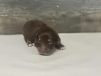 Max-lh (crème/daple/pie/deluite, a male Miniature Dachshund for sale in Aiken, SC – Photo 3 of 3