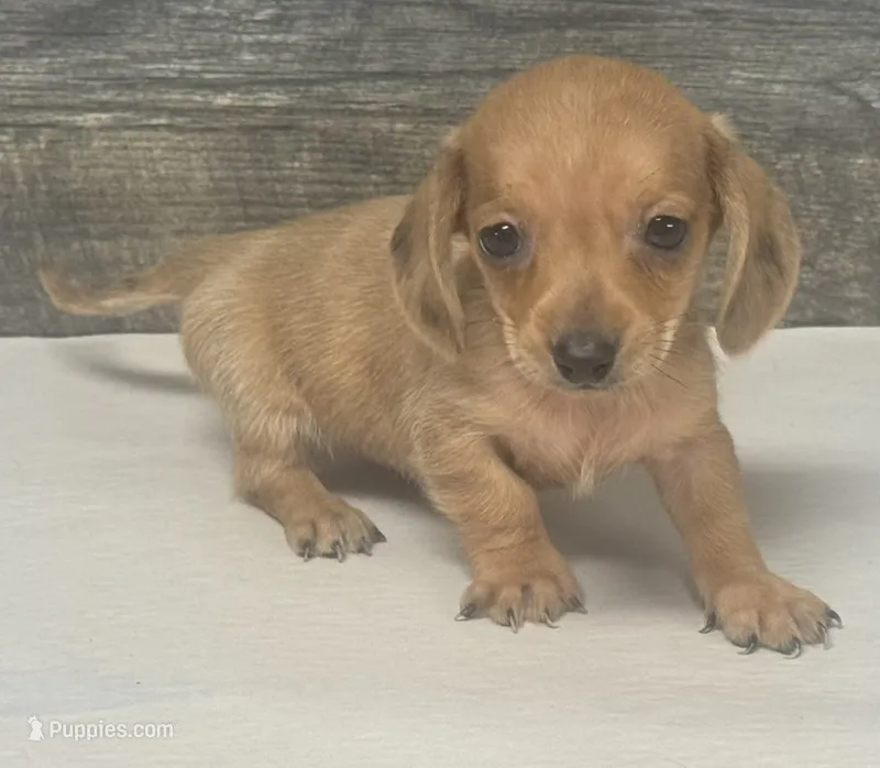 Links- (daple/creme/pie/deluite/lh – Miniature Dachshund puppy for sale in Aiken, SC