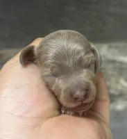 Luna (daple/creme/deluite/lh, a female Miniature Dachshund for sale in Aiken, SC – Photo 1 of 2