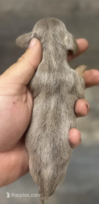 Luna (daple/creme/deluite/lh – Miniature Dachshund puppy for sale in Aiken, SC