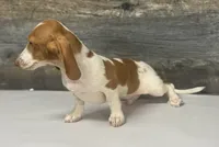 Spuds (lh/creme/pie/- Russian dad, a male Miniature Dachshund for sale in Aiken, SC – 2 of 4