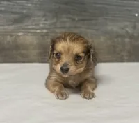 Gus-lh (crème/dapple, a male Miniature Dachshund for sale in Aiken, SC – Photo 2 of 2