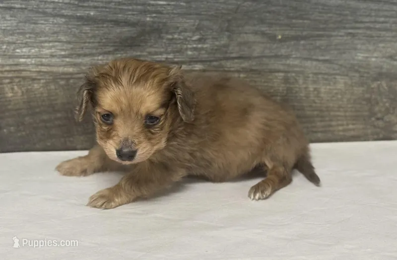 Gus-lh (crème/dapple – Miniature Dachshund puppy for sale in Aiken, SC