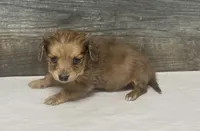 Gus-lh (crème/dapple, a male Miniature Dachshund for sale in Aiken, SC – Photo 1 of 2