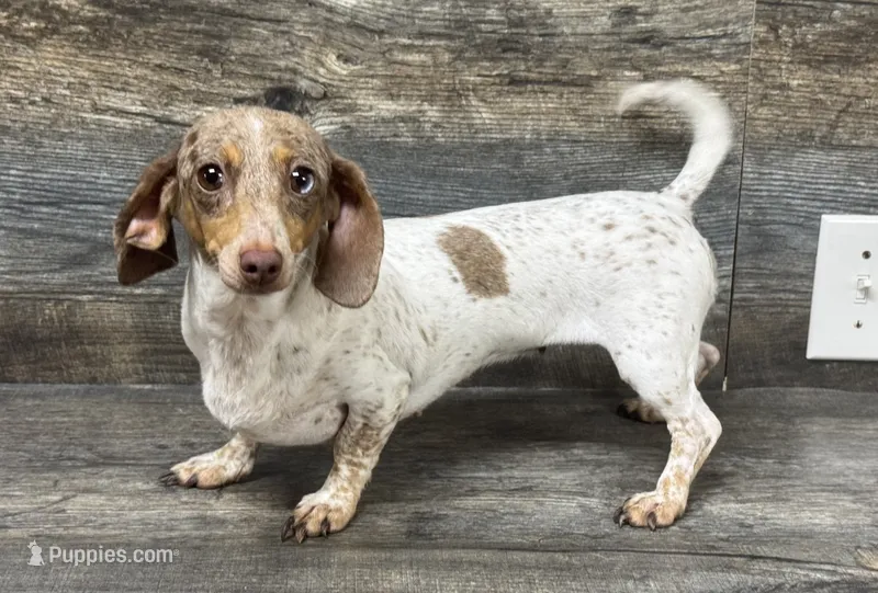 nova girl (akc) (Deluite) – Miniature Dachshund puppy for sale in Aiken, SC