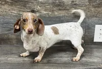 nova girl (akc) (Deluite), a female Miniature Dachshund for sale in Aiken, SC – 1 of 2