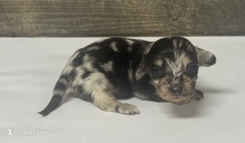 Milo-lh (daple/creme – Miniature Dachshund puppy for sale in Aiken, SC