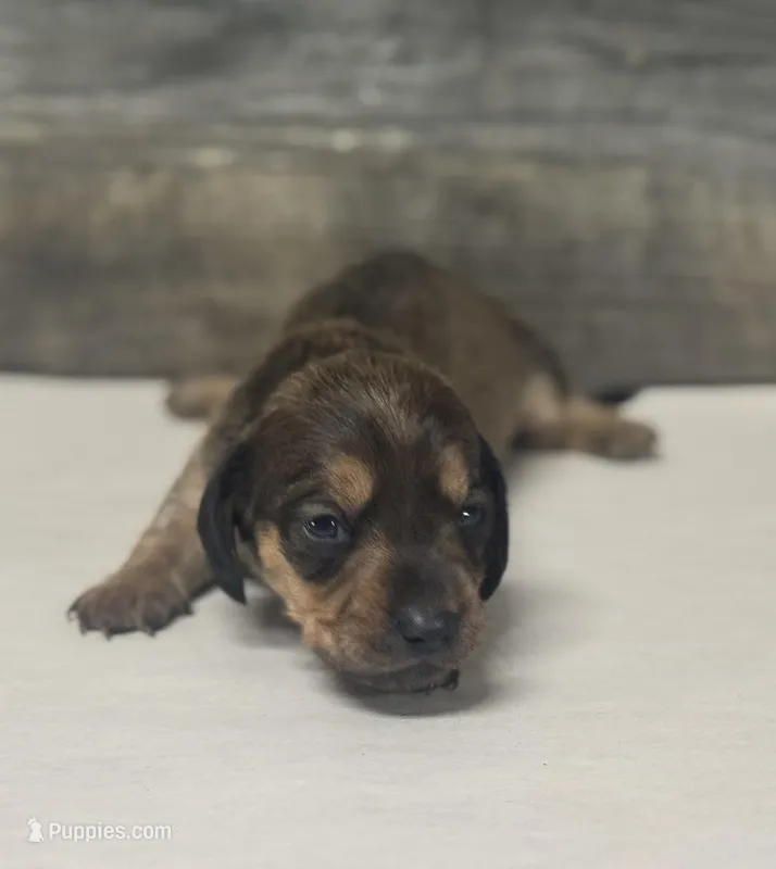 Shady(daple/pie/lh/creme – Miniature Dachshund puppy for sale in Aiken, SC