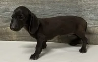 Ace (crème/lh, a male Miniature Dachshund for sale in Aiken, SC – 2 of 3