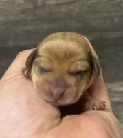 Link (crem/daple/lh/pied, a male Miniature Dachshund for sale in Aiken, SC – Photo 2 of 2