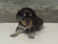 Stub (crème/lh/daple/creme, a male Miniature Dachshund for sale in Aiken, SC – 1 of 4