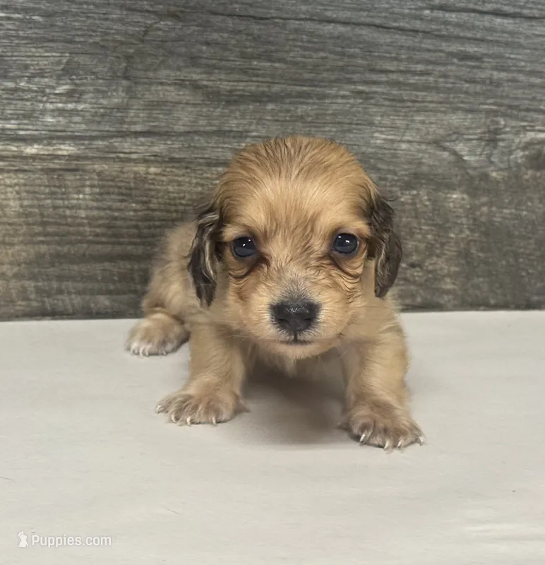 Wells-lh (crème/daple – Miniature Dachshund puppy for sale in Aiken, SC
