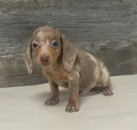 Dime (lh/creme/daple/deluite, a male Miniature Dachshund for sale in Aiken, SC – 1 of 2