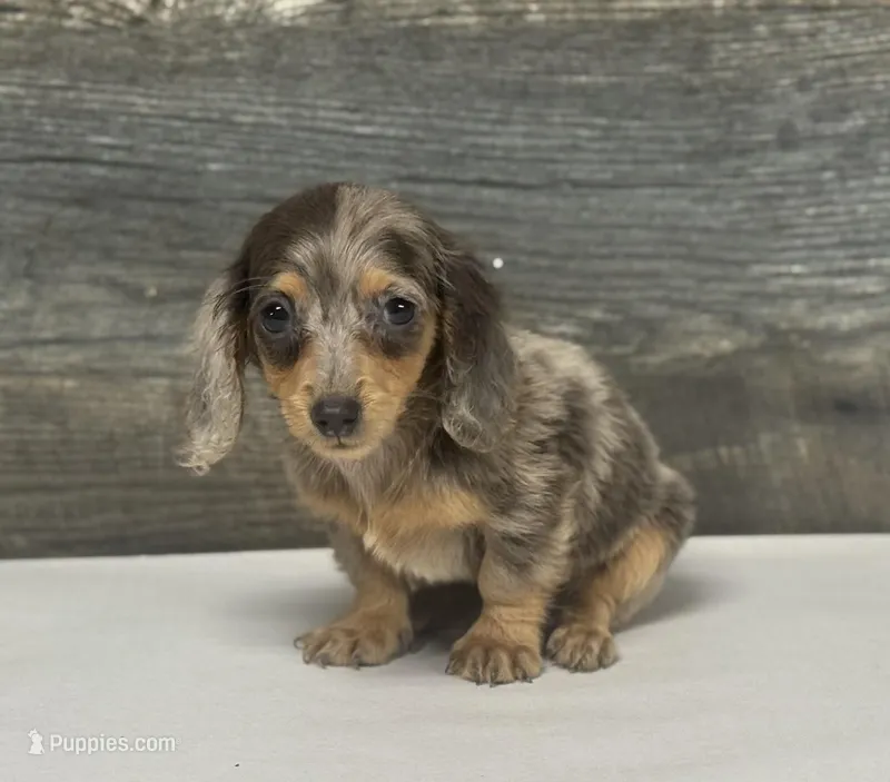 Pebbles-lh (daple/pie/deluite