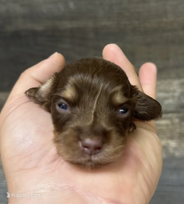 Max-lh (daple/creme/piebald/deluite – Miniature Dachshund puppy for sale in Aiken, SC