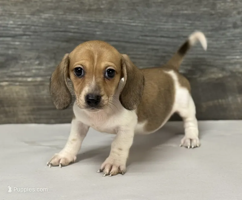 Waffles (crème/pie/lh-russian dad, a female Miniature Dachshund for sale in Aiken, SC – 1 of 2