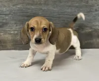 Waffles (crème/pie/lh-russian dad, a female Miniature Dachshund for sale in Aiken, SC – 1 of 2