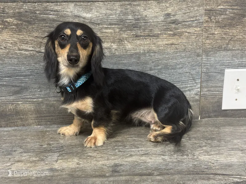 Elsa  – Miniature Dachshund puppy for sale in Aiken, SC