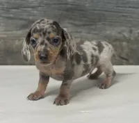 Gomez (daple/creme/deluite/pie/lh, a female Miniature Dachshund for sale in Aiken, SC – 1 of 2