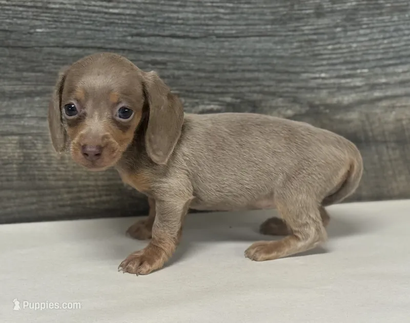 Luna (daple/deluite/pie/creme/lh – Miniature Dachshund puppy for sale in Aiken, SC
