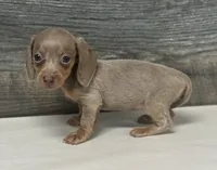 Luna (daple/deluite/pie/creme/lh, a female Miniature Dachshund for sale in Aiken, SC – 1 of 1