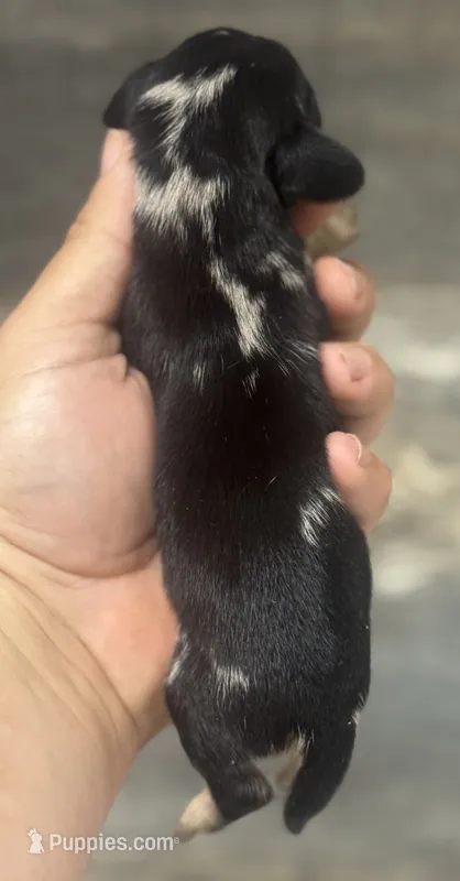 Spot (daple/creme/deluite/lh – Miniature Dachshund puppy for sale in Aiken, SC