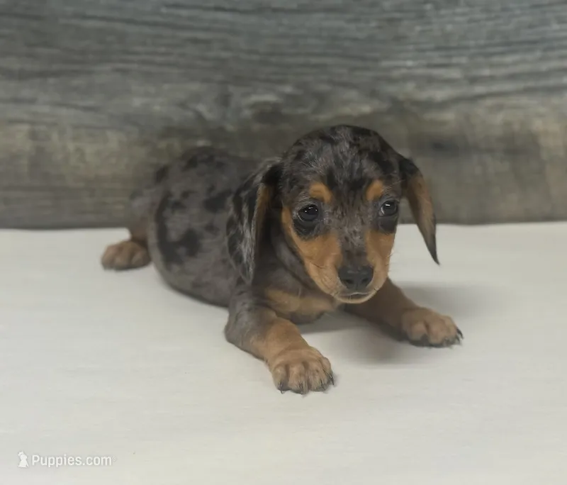 Ginger (daple/creme – Miniature Dachshund puppy for sale in Aiken, SC