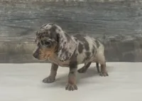 Chico (lh/creme/deluite/daple, a male Miniature Dachshund for sale in Aiken, SC – 3 of 3