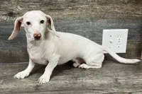 Eden, a male Miniature Dachshund for sale in Aiken, SC – 3 of 4