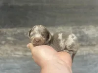 Dime (Deluite/daple/creme/lh, a male Miniature Dachshund for sale in Aiken, SC – Photo 3 of 3